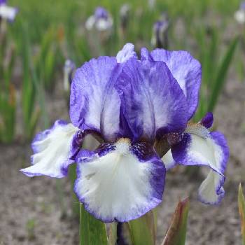 Ирис Iris Pumila ‘Jenny Grace’ 